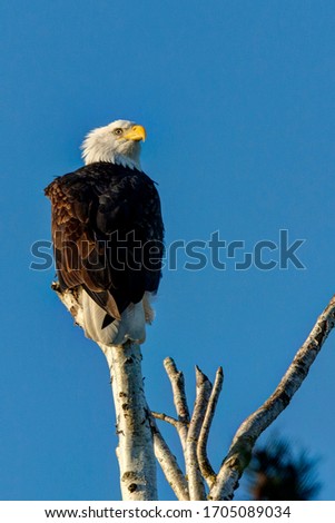 Bald Eagle perched on a tree branch, Delta, BC, Canada