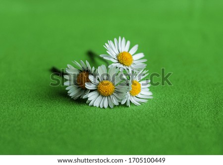 Daisies flowers on green background