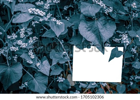 Mockup with a postcard and leaves on a blurred background. Close-up, selective focus