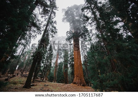 Foggy Giant Forest in Sequoia National Park