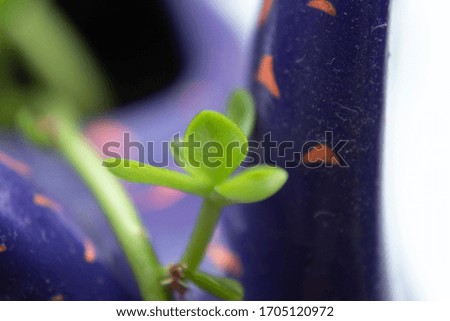 Macro photography to a green succulent plant into a violet flower pot. Interior design and natural concept