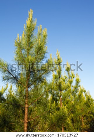 Loblolly Pines (Pinus taeda) Royalty-Free Stock Photo #170513927