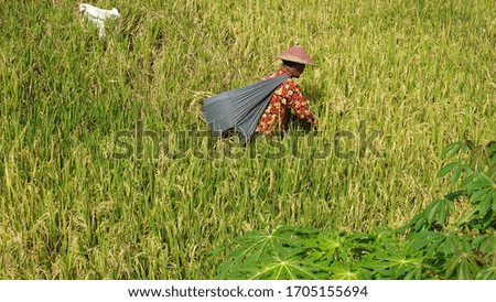 an old woman farmer harvesting rice in a paddy field