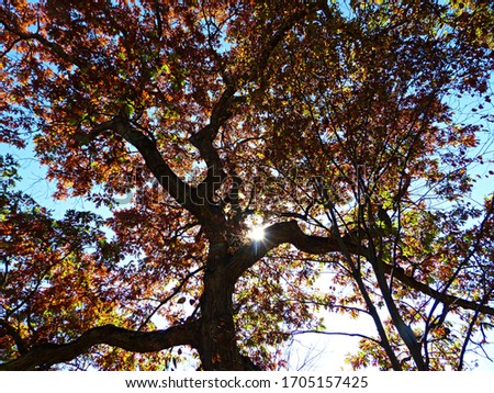 A sunburst shines through the foliage of a giant oak tree at the Ramapo Mountain State Park in Wanaque, New Jersey.