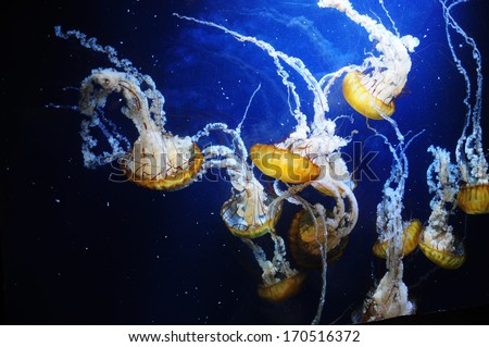 Photo taken at the California Academy of Sciences in San Francisco, California, USA.A jellyfish can be seen in the middle of the picture over a deep blue background.