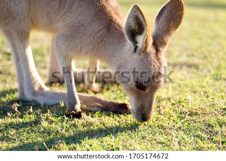 Close up of a wild kangaroos feeding on green grass in a coastal environment on a bright sunny morning.