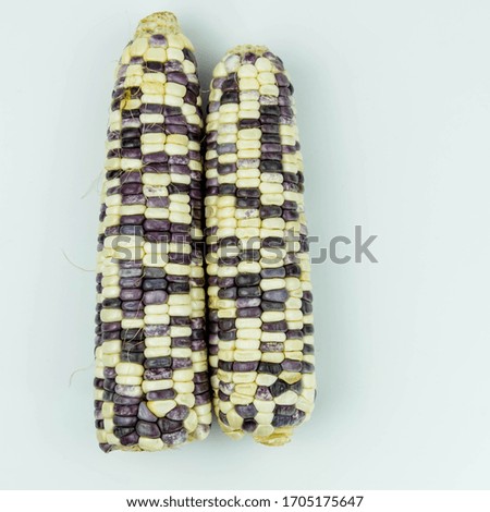 Fresh raw corn isolated on the white background.