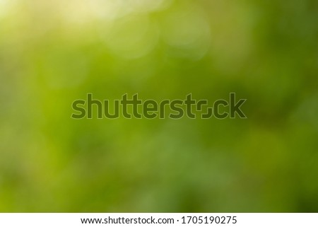Blurred trees of nature park background and summer season.Natural blurred background, Green light bokeh.