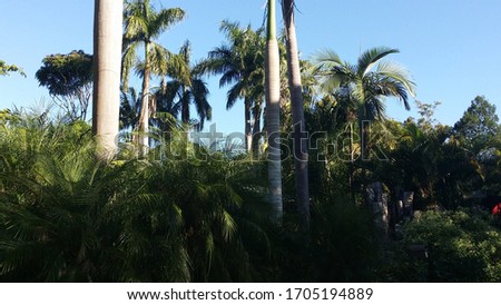 Palm Trees blue sky Australia.