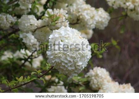 Picture of a white Hydrangea from Botanical Garden.