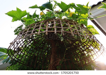 Dry trees decorated with rattan, space for planting ivy. Blooming in a beautiful yellow color Take pictures from the bottom, look up