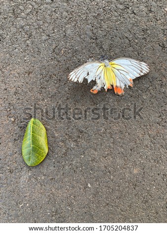 carcass of a butterfly on the road