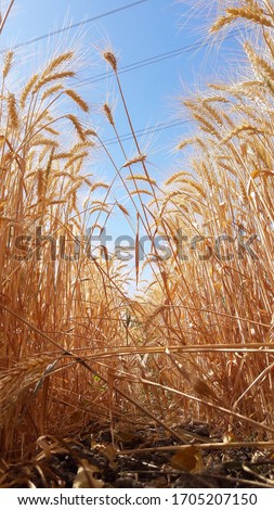 Photo of dried wheat standing in the field