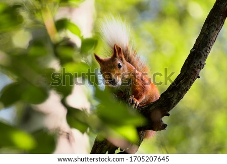 Squirrel on a tree branch close-up looks at the viewer through the green foliage. Wildlife of Siberia, Russia, 2019