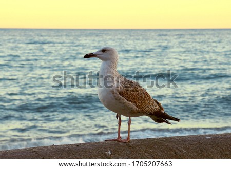 Seagull in profile against the sea in the morning light close-up. Blurred background