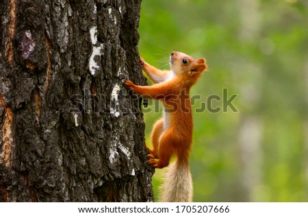Young squirrel on the bark of a tree close-up. Side view, bright red color. Children of animals, wildlife of Siberia, Russia, 2019