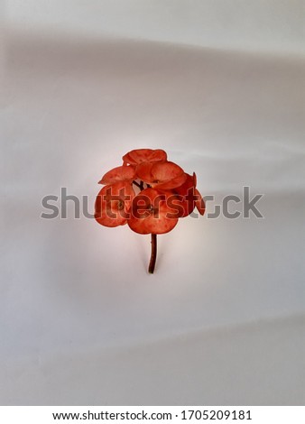 red flowers photo shoot in studio with white background