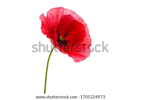poppy flower isolated on white background Royalty-Free Stock Photo #1705224973
