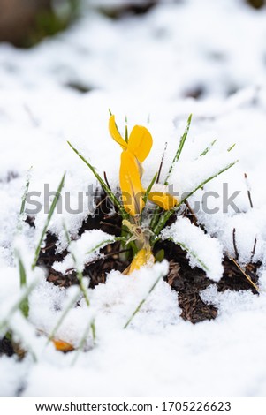 yellow crocuses grow in the garden, snow