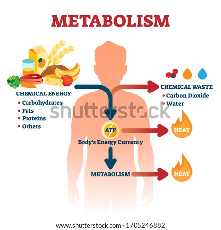 Metabolism vector illustration. Labeled chemical energy educational scheme. Explanation diagram with food carbohydrates, fats and proteins reactions to create ATP and heat. Biological diet infographic Royalty-Free Stock Photo #1705246882