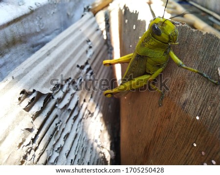 This is a grasshopper yellow grasshopper this picture is dominant brown color light brown