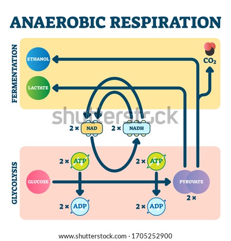 Anaerobic respiration vector illustration. Glycolysis and fermentation scheme as electron transport chain explanation. Glucose and pyruvate educational diagram. Molecular oxygen as energy source graph Royalty-Free Stock Photo #1705252900