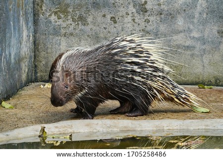 Porcupine in the aviary of the Pattaya City Zoo