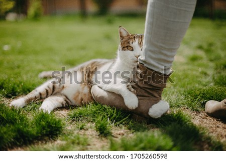 White brown cat lies in the grass and plays. 