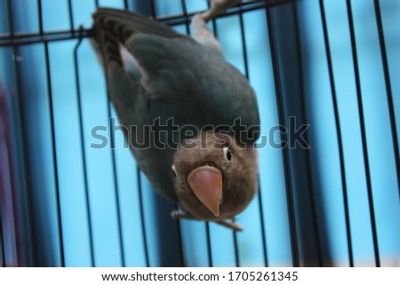 A love bird in a cage with a shallow opaque foreground and background one of which spreads wings in high definition, with the Latin name Agapornis