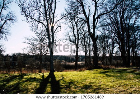 Swedish autumn, tree trunks in a sunlight on a meadow