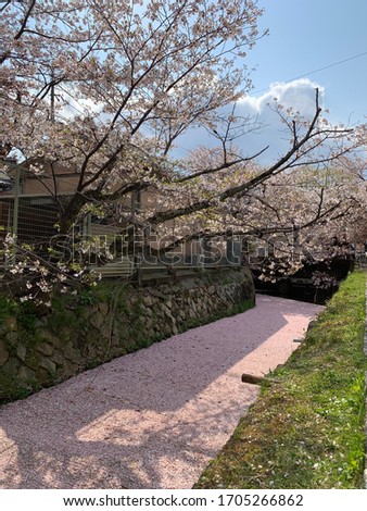 Philosopher's Path in Kyoto Japan