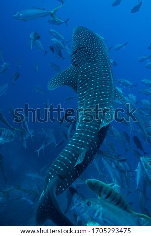 Stunning image of a large Whale Shark swimming vertically surrounded byTrevallys and Rainbow Runners. Wonderful water conditions made this naturally a cool picture.