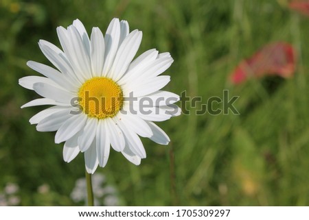 Picture of oxeye daisy herb. Herbal medicine, tea and infusion, natural cosmetics ingredient. Ecological plant. Nature spring background