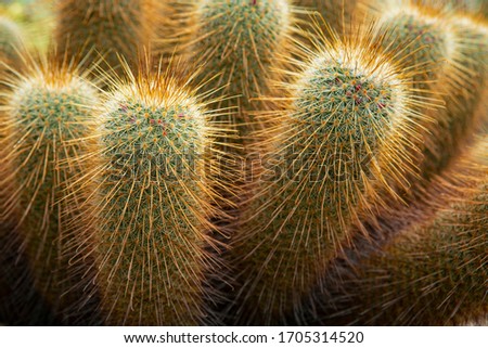 a cactus covered in prickles