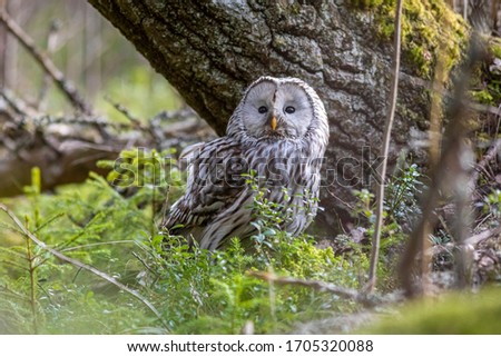 Ural owl (Strix uralensis) in wil forest