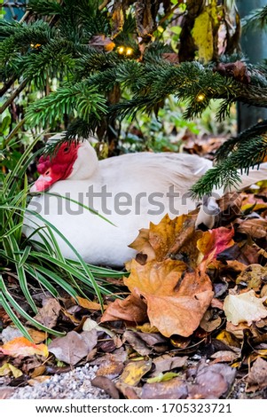 White duck with red face under Christmas tree in Copenhagen, Denmark. Hiding in autumn leaves and grass on a European Christmas market. Domestic animal in the middle of a capital city.