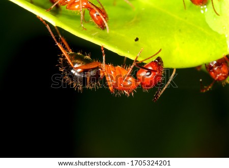 A Florida carpenter ant on the edge of a leaf. Camponotus floridanus.