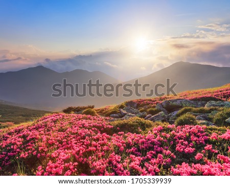 Summer scenery. Beautiful photo of mountain landscape. The lawns are covered by pink rhododendron flowers. Concept of nature rebirth. Blue sky with cloud. Amazing springtime wallpaper background.