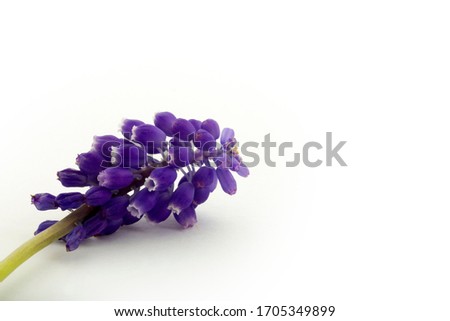 blue hyacinth isolated on a white background
