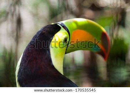Close up of a toucan head with the eye in focus and air holes at the top of the colorful beak.