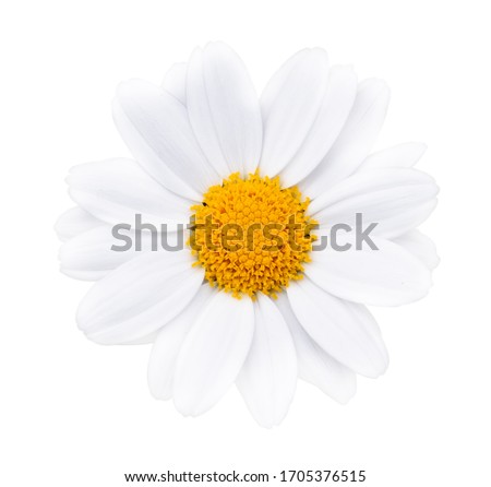 Daisy Flower With Clipping Path, close up of flower isolated with white background