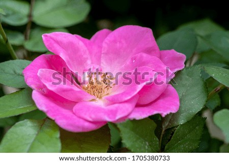 Close up of Rosa gallica, the Gallic rose, French rose, or rose of Provins