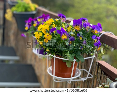Decorative flower pots white baskets with spring flowers viola cornuta in vibrant violet and yellow color, purple pansies in the pot hanging on a balcony fence, spring wallpaper background