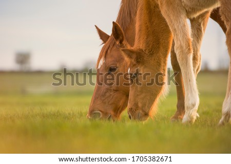 English Thoroughbred horse, mare with foal grazing together at sunset in a meadow. Family concept. No people with copyspace. Royalty-Free Stock Photo #1705382671