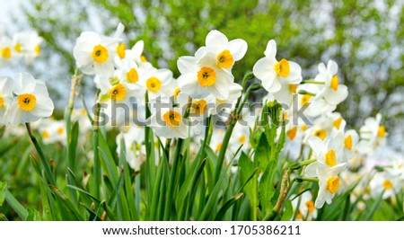 Spring background: Beautiful yellow daffodils with  sky and sun. Greeting card for Valentine's Day, Woman's Day, Mother's Day, or Easter!