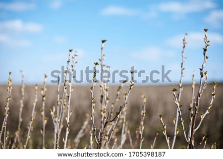 Close-up picture of currant bushes on the field with light blue sky and white clouds. Countryside village rural natural background at sunny weather in spring summer. Nature protection concept.
