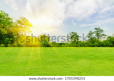 Panorama and tropical garden and green grass, the sun shines.
