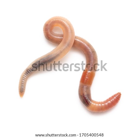 Earthworm isolated on a white background.