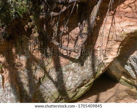 picture with a sandstone wall and tree roots, a cave covered with moss and lichens