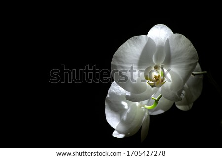 White flowers of orchid with black background  Royalty-Free Stock Photo #1705427278